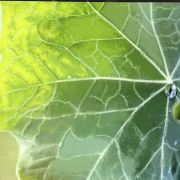 1000 Feuille retouchee