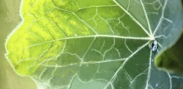 1000 Feuille retouchee