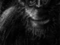 1000 Chimpanze  